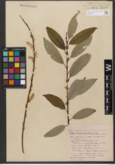 Foto von Salix wallichiana Andersson